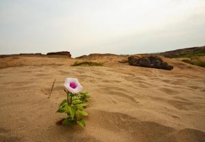 Desert Flower - 1